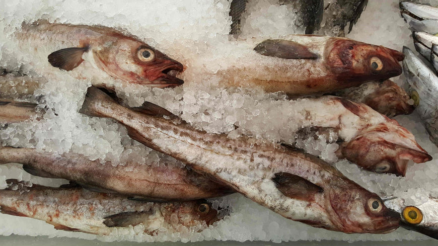 Fischfang mit kompakter CO2-Kälteanlage umweltfreundlich kühlen